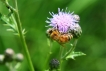 Insectes abeille domestique (apis mellifera)