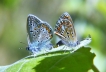 Papillon Lycène (Lycaenidae sp.)