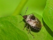 Insectes Punaise brune (Coreus marginatus)