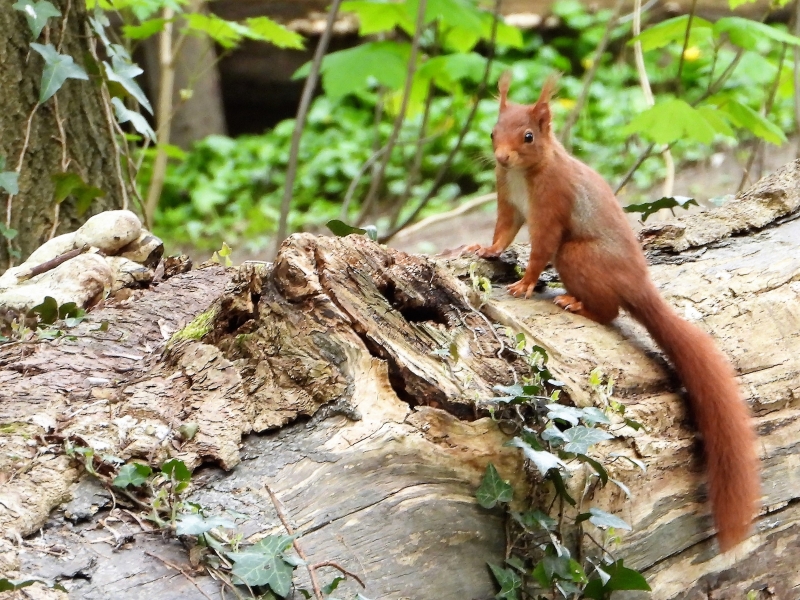 DSCN0705.JPG Ecureuil roux (Sciurus vulgaris)