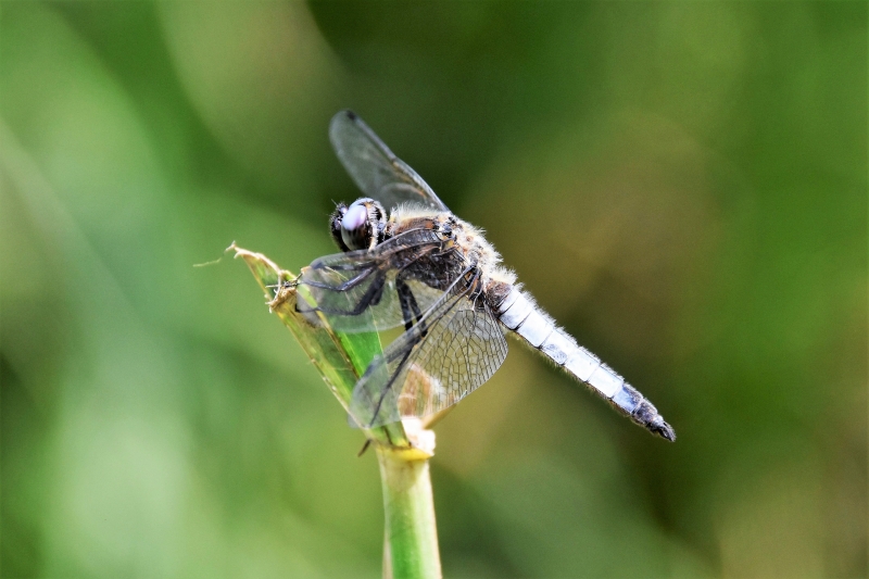 Photo Insectes Libellule fauve (libellula fulva)