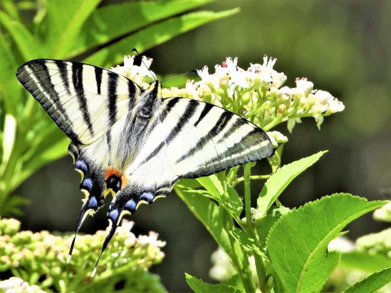 Photo Insectes Flambé (Iphiclides podalirius)