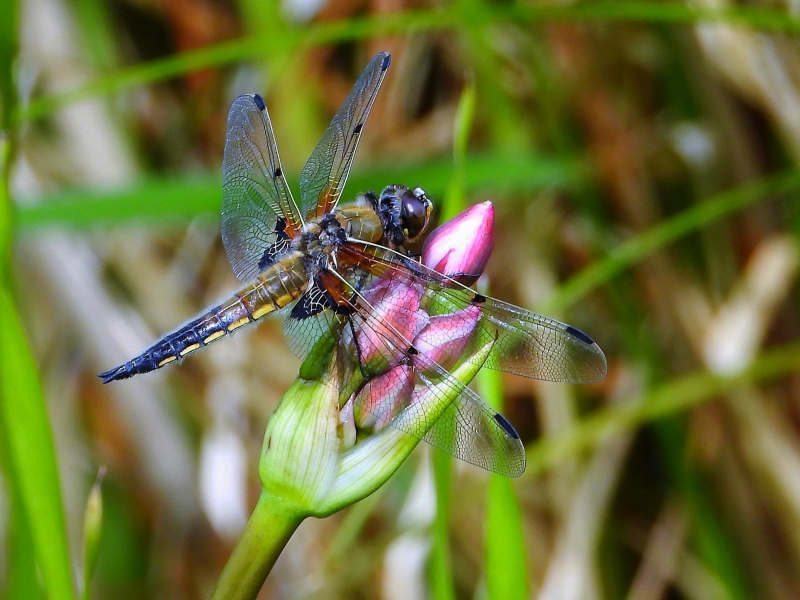 Photo Insectes Libellule à quatre taches