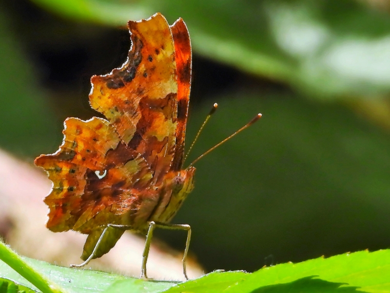 Photo Insectes Robert-le-Diable (Polygonia c-album)