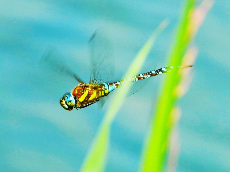 Photo Insectes Aeschne mixte (Aeschna mixta)