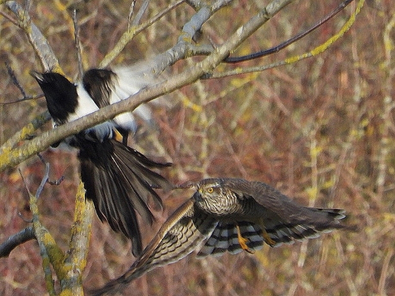 IMG_20201208_180313.jpg Épervier d'Europe (Accipiter nidus)