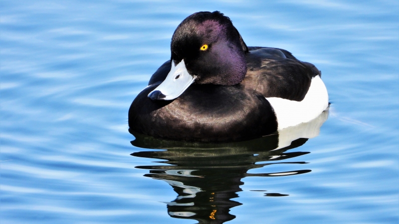 Photo Oiseaux Fuligule morillon (Aythya fuligula)