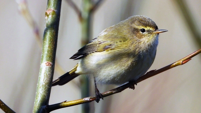 Photo Oiseaux Pouillot véloce