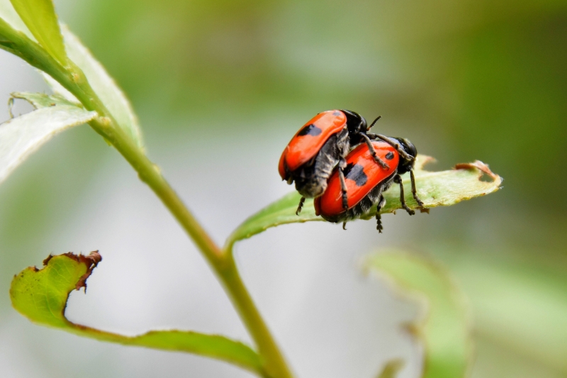 Photo Insectes