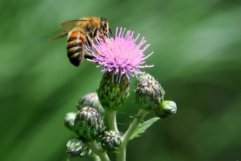 Photo Insectes abeille domestique (apis mellifera) 