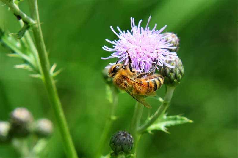 Photo Insectes abeille domestique (apis mellifera) 