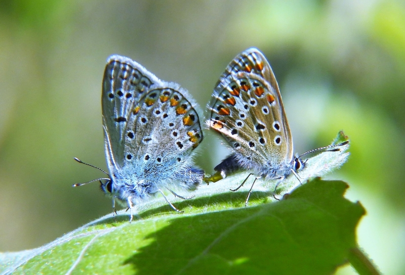 Papillon_Lycene_Lycaenidae_sp...jpg Papillon Lycène (Lycaenidae sp.)