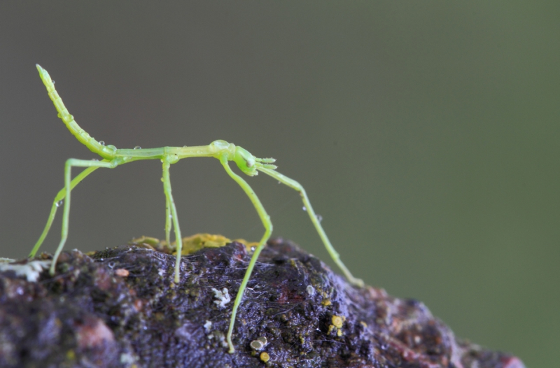 Insectes et Araignées Clonopsis gallica (Phasme gaullois)