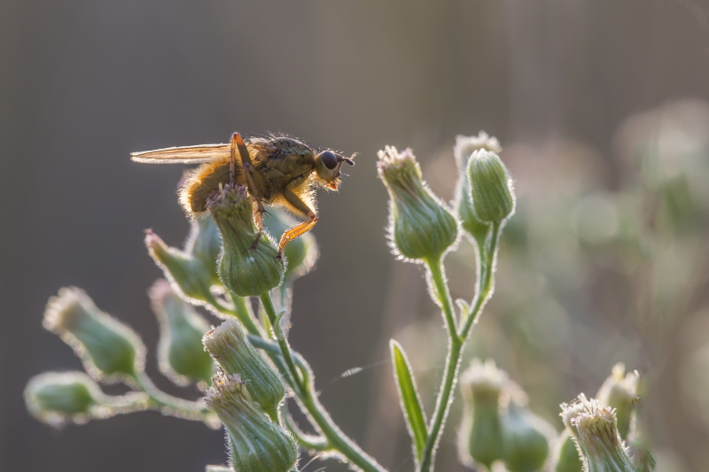 Insectes et Araignées Scatophaga stercoraria