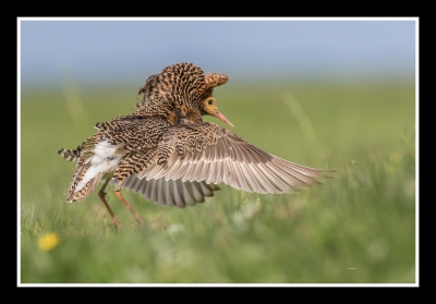 Oiseaux Combattant varié (Philomachus pugnax)