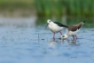 Oiseaux Echasse Blanche (Himantopus himantopus)