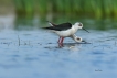 Oiseaux Echasse Blanche (Himantopus himantopus)