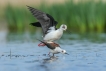 Oiseaux Echasse Blanche (Himantopus himantopus)