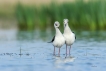  Echasse Blanche (Himantopus himantopus)