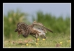 Oiseaux Combattant varié (Philomachus pugnax)