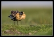 Oiseaux Combattant varié (Philomachus pugnax)