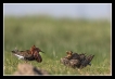 Oiseaux Combattant varié (Philomachus pugnax)