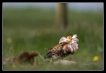 Oiseaux Combattant varié (Philomachus pugnax)