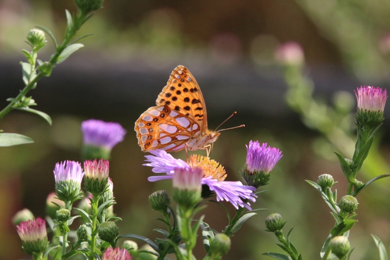 Papillon.JPG