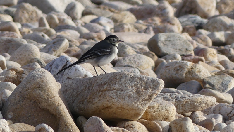 Oiseaux