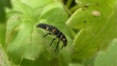 Insectes