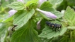 Insectes