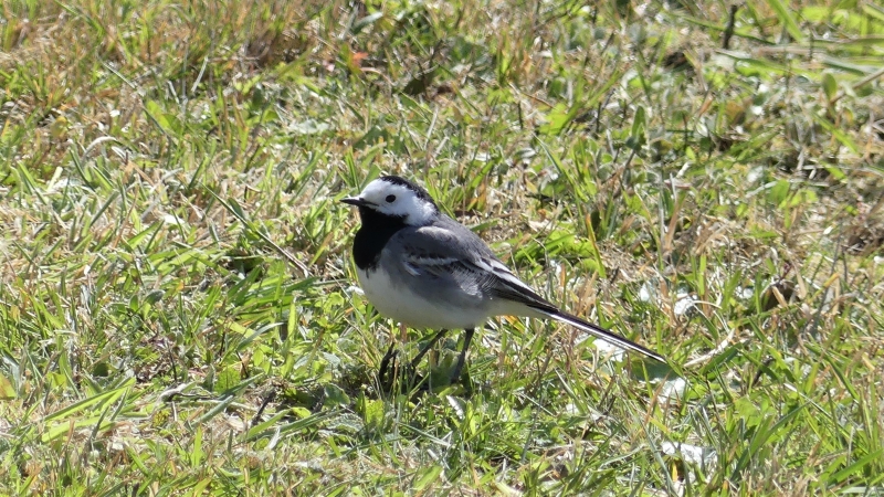 Photo Oiseaux