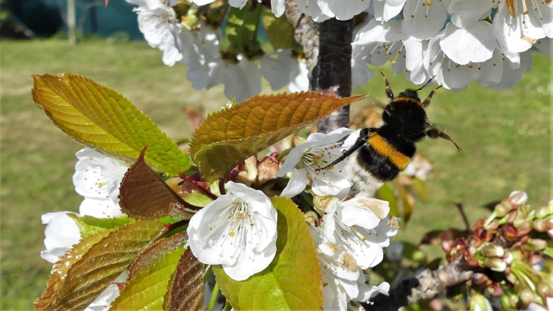Photo Insectes