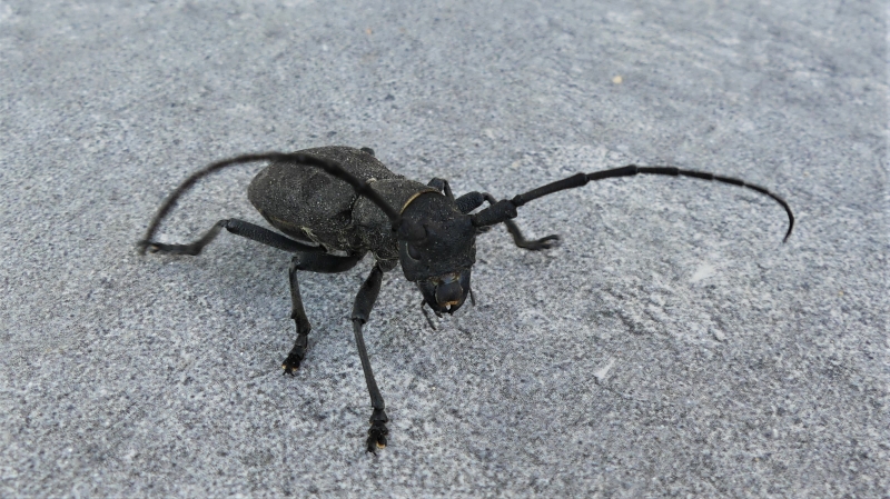 Photo Insectes