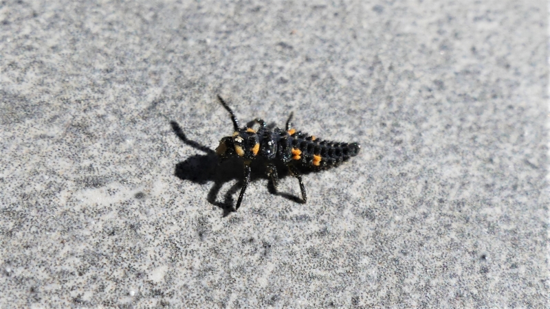 Photo Insectes