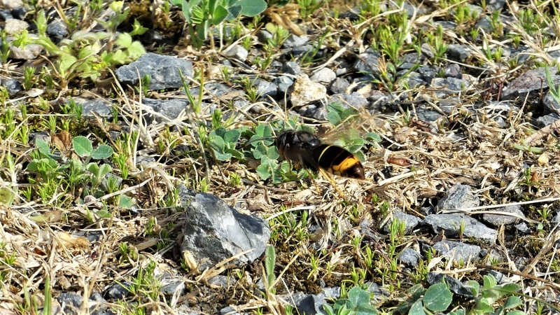 Photo Insectes