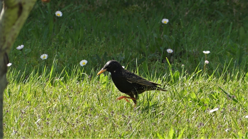 Photo Oiseaux