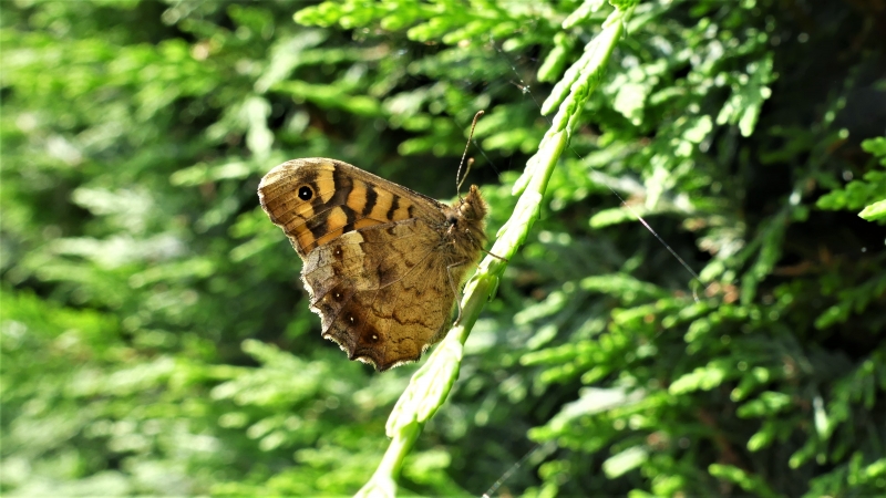 Photo Insectes