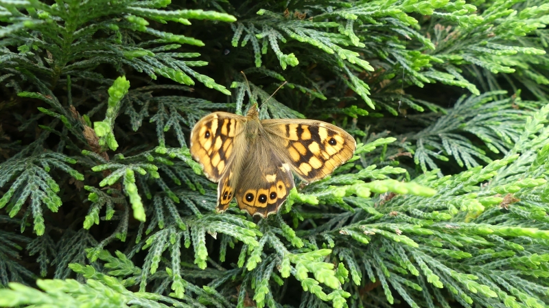Photo Insectes