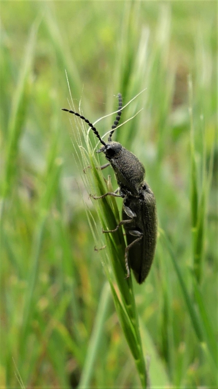 Photo Insectes