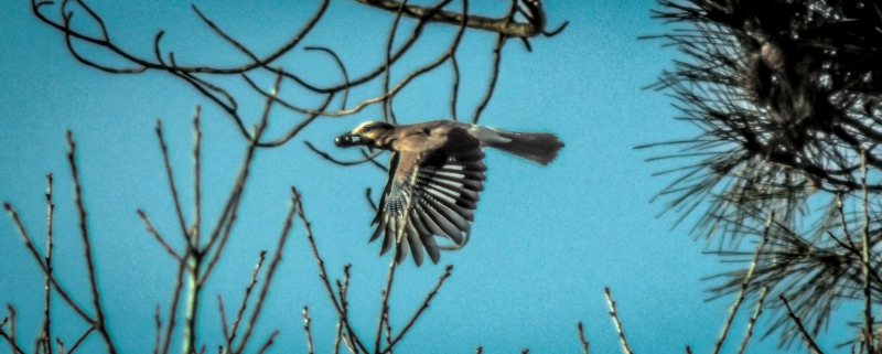 Photo Oiseaux oiseau