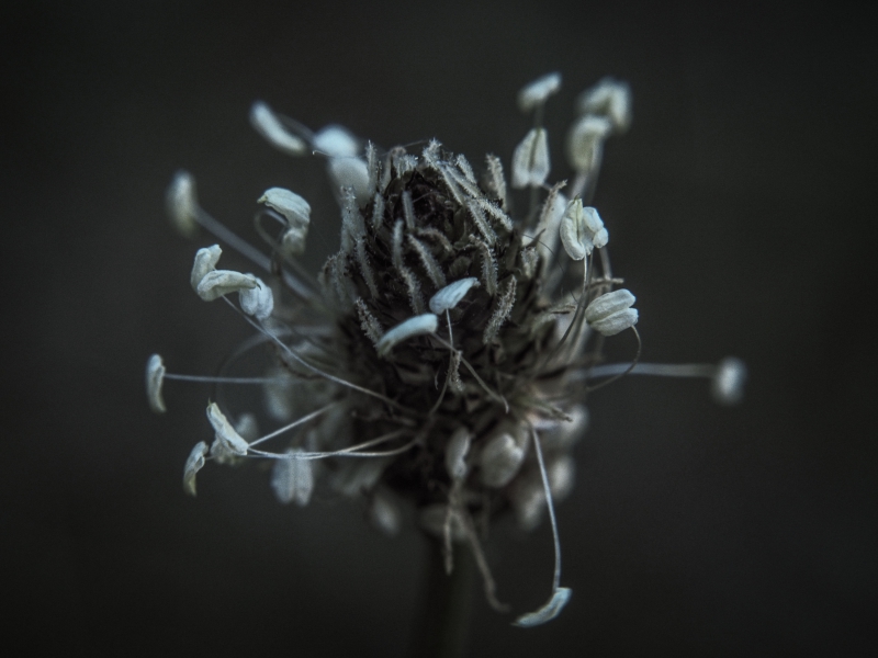 Photo Flore