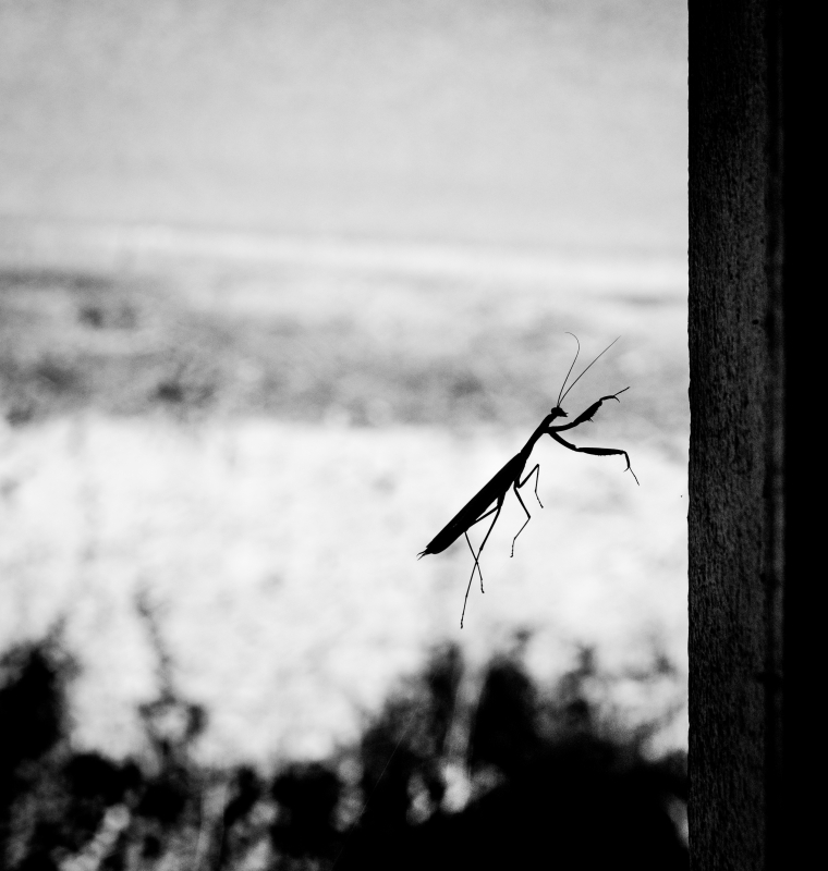 20957109823_054c8676f1_o.jpg