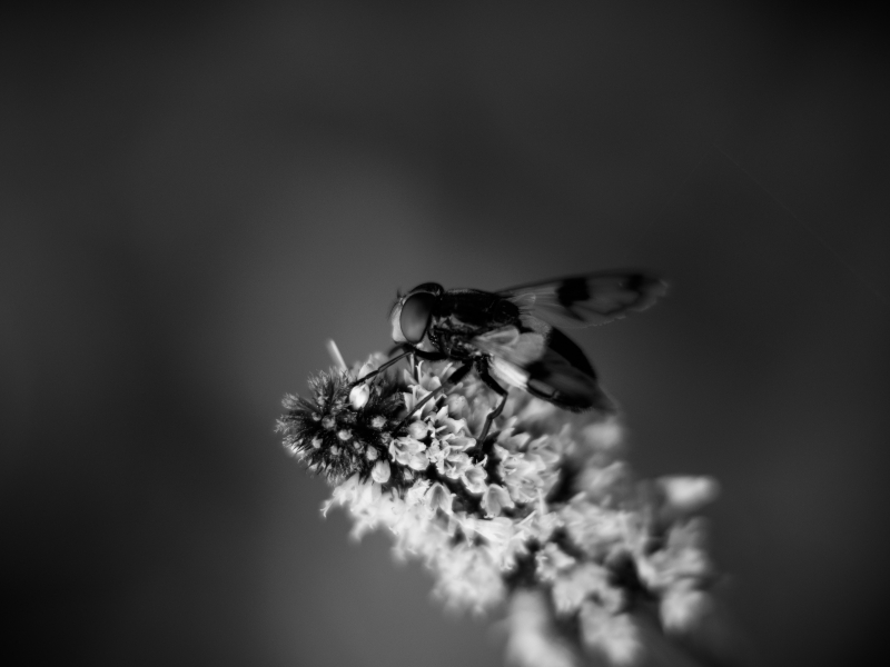 29085445945_74268444ef_o.jpg