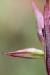 Insectes