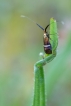 Insectes