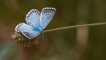 Insectes