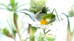 Insectes