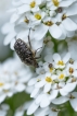 Insectes