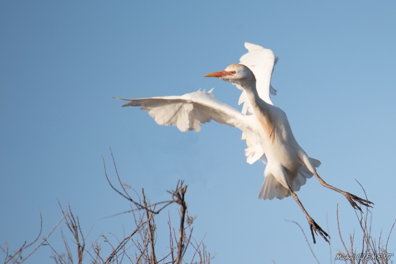 Photo Oiseaux Héron garde-boeufs (Bubulcus ibis)